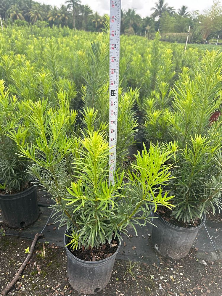 podocarpus-macrophyllus-maki-japanese-yew