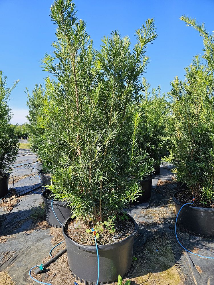 podocarpus-macrophyllus-maki-japanese-yew