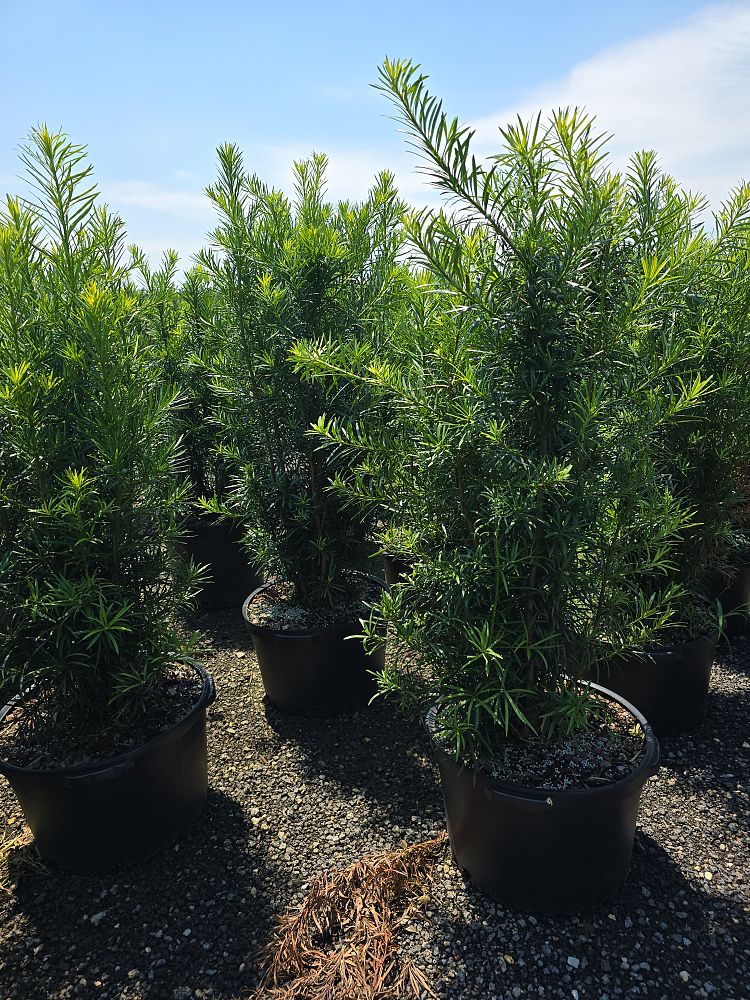 podocarpus-macrophyllus-maki-japanese-yew
