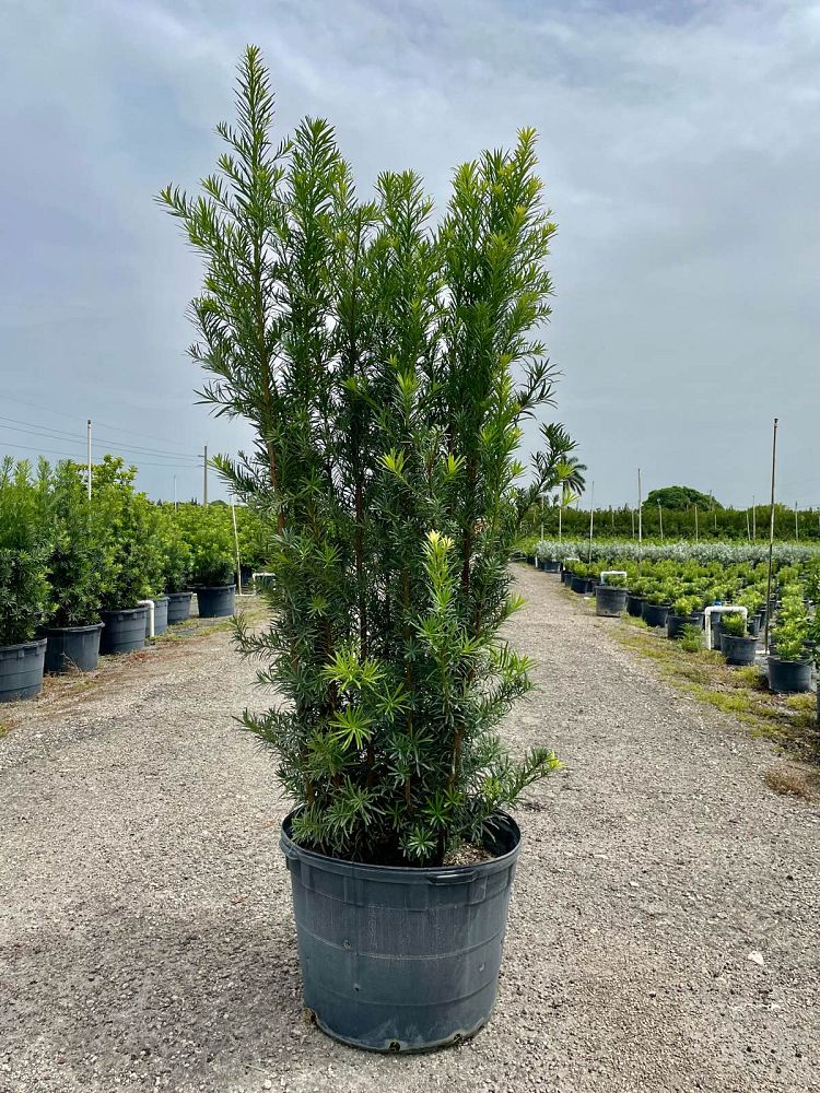 podocarpus-macrophyllus-maki-japanese-yew