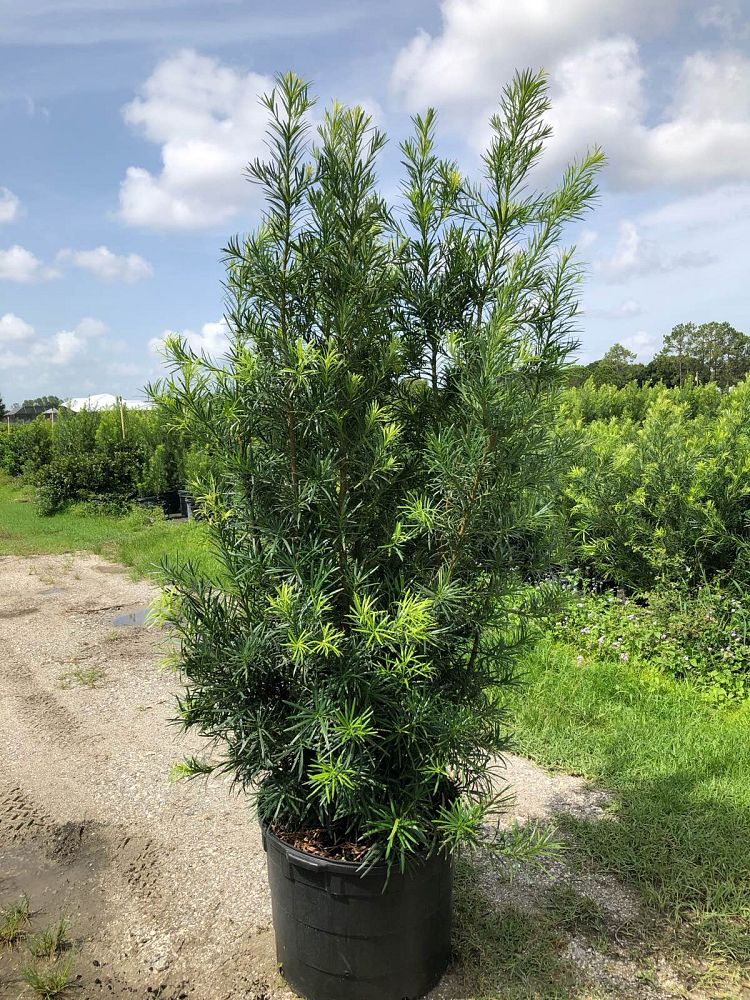 podocarpus-macrophyllus-maki-japanese-yew