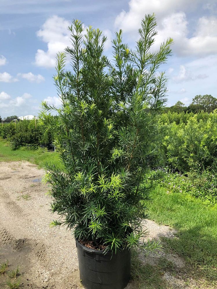 podocarpus-macrophyllus-maki-japanese-yew