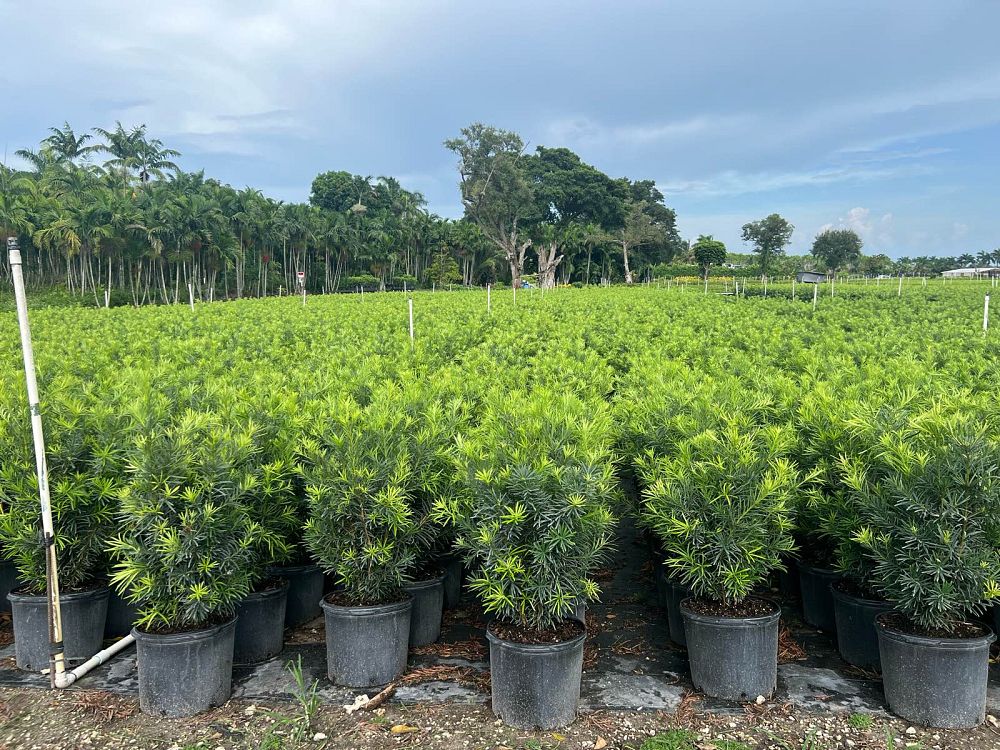 podocarpus-macrophyllus-maki-japanese-yew