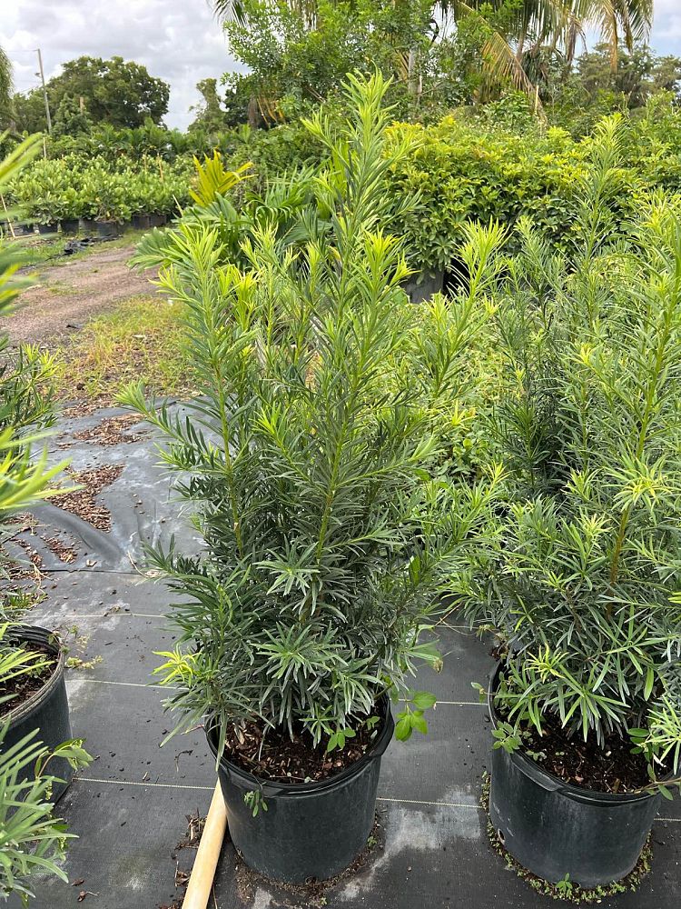 podocarpus-macrophyllus-maki-japanese-yew