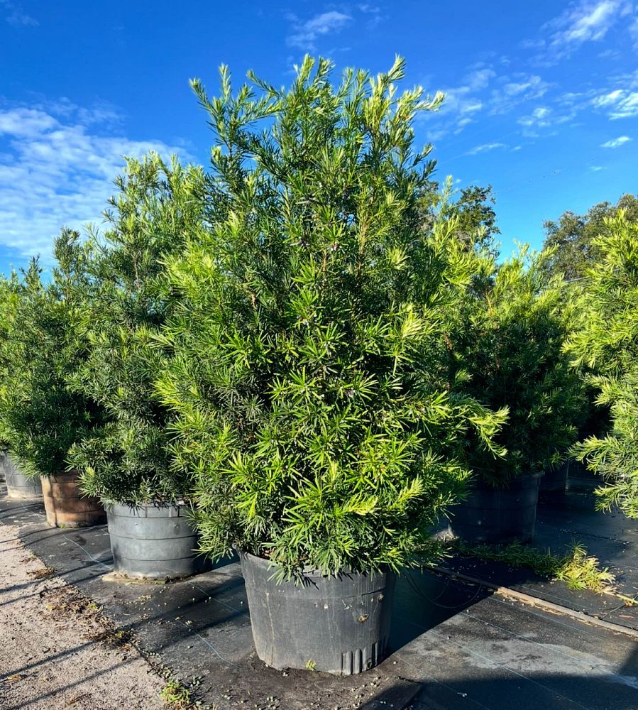 podocarpus-macrophyllus-maki-japanese-yew