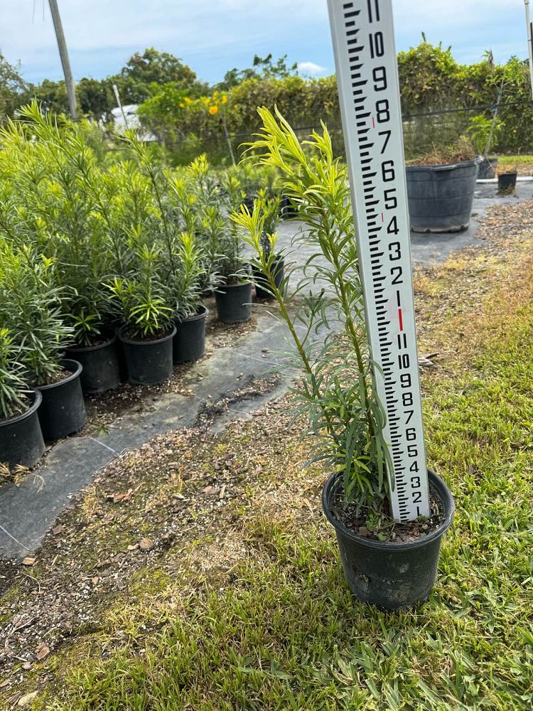 podocarpus-macrophyllus-maki-japanese-yew