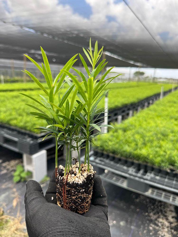 podocarpus-macrophyllus-maki-japanese-yew