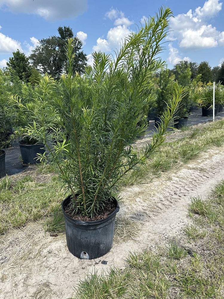 podocarpus-macrophyllus-maki-japanese-yew