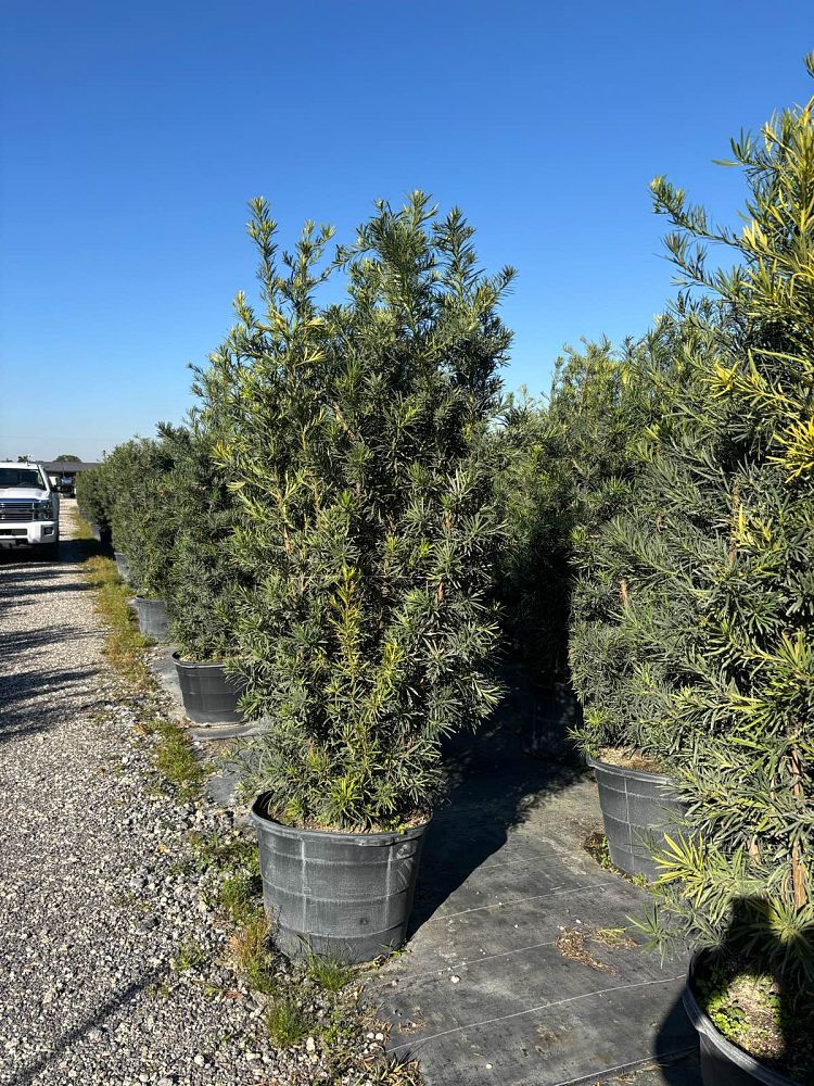 podocarpus-macrophyllus-maki-japanese-yew