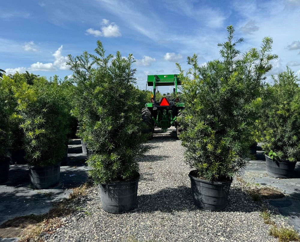 podocarpus-macrophyllus-maki-japanese-yew