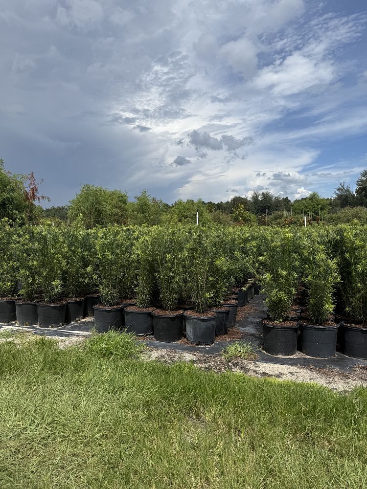 podocarpus-macrophyllus-maki-japanese-yew