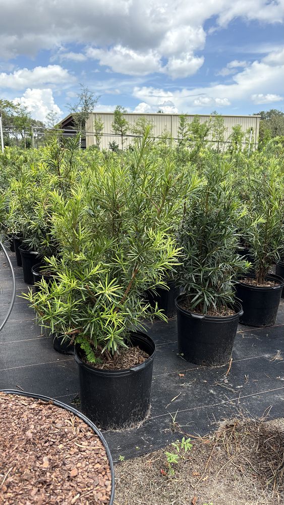 podocarpus-macrophyllus-maki-japanese-yew