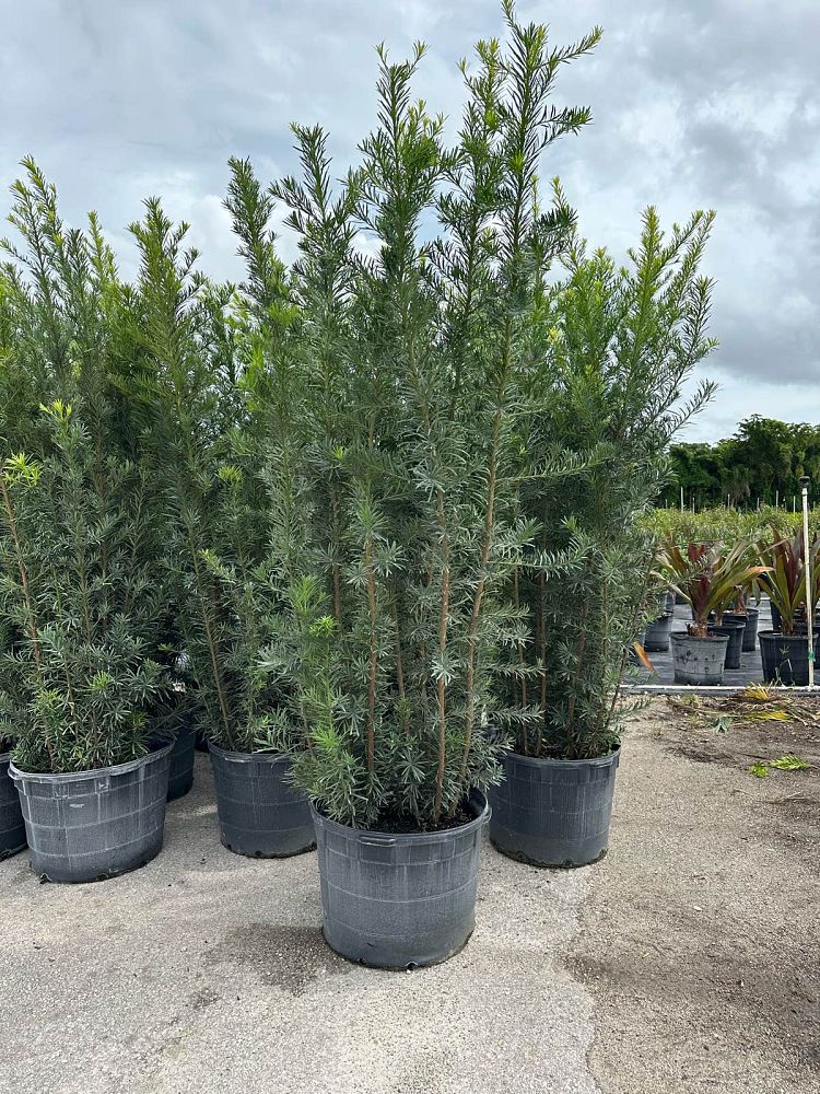 podocarpus-macrophyllus-maki-japanese-yew