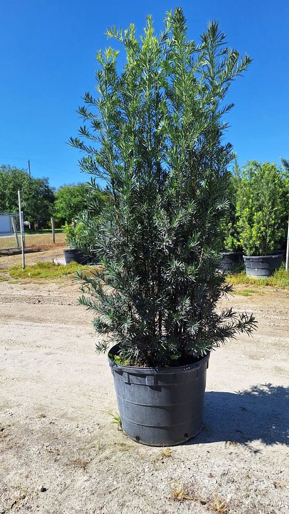 podocarpus-macrophyllus-maki-japanese-yew