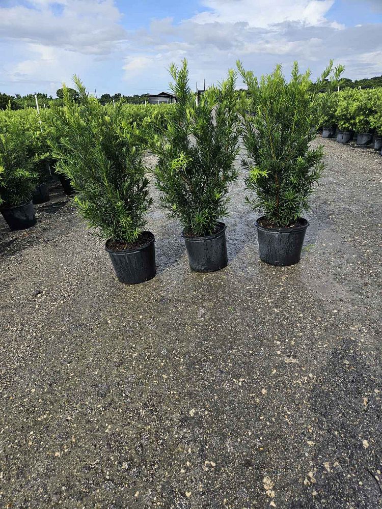 podocarpus-macrophyllus-maki-japanese-yew