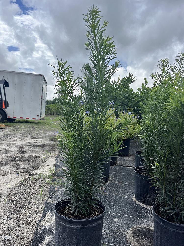 podocarpus-macrophyllus-maki-japanese-yew