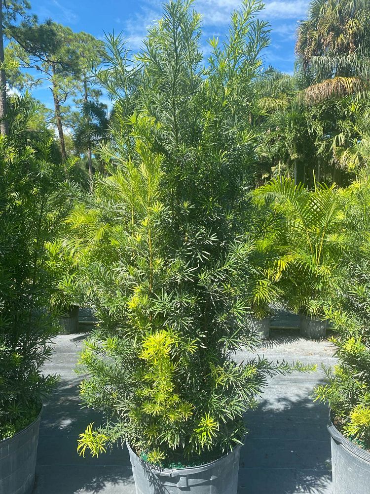 podocarpus-macrophyllus-maki-japanese-yew
