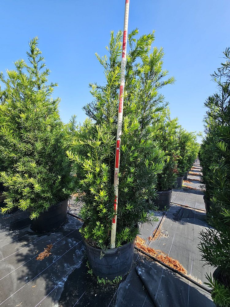 podocarpus-macrophyllus-maki-japanese-yew