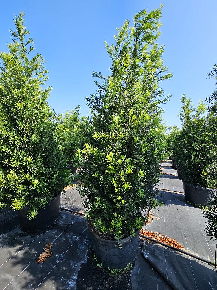 podocarpus-macrophyllus-maki-japanese-yew