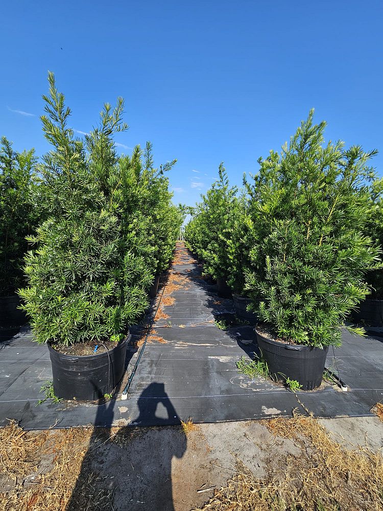 podocarpus-macrophyllus-maki-japanese-yew