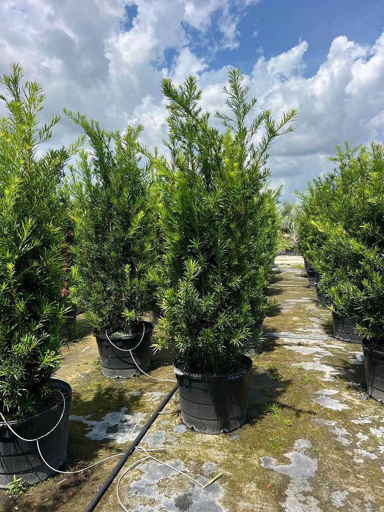 podocarpus-macrophyllus-maki-japanese-yew