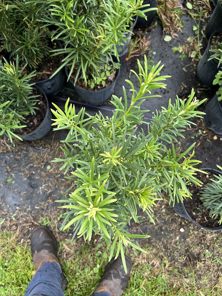podocarpus-macrophyllus-maki-japanese-yew