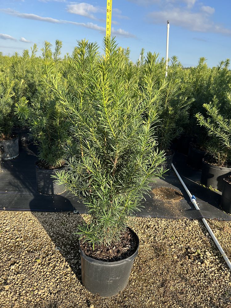 podocarpus-macrophyllus-maki-japanese-yew