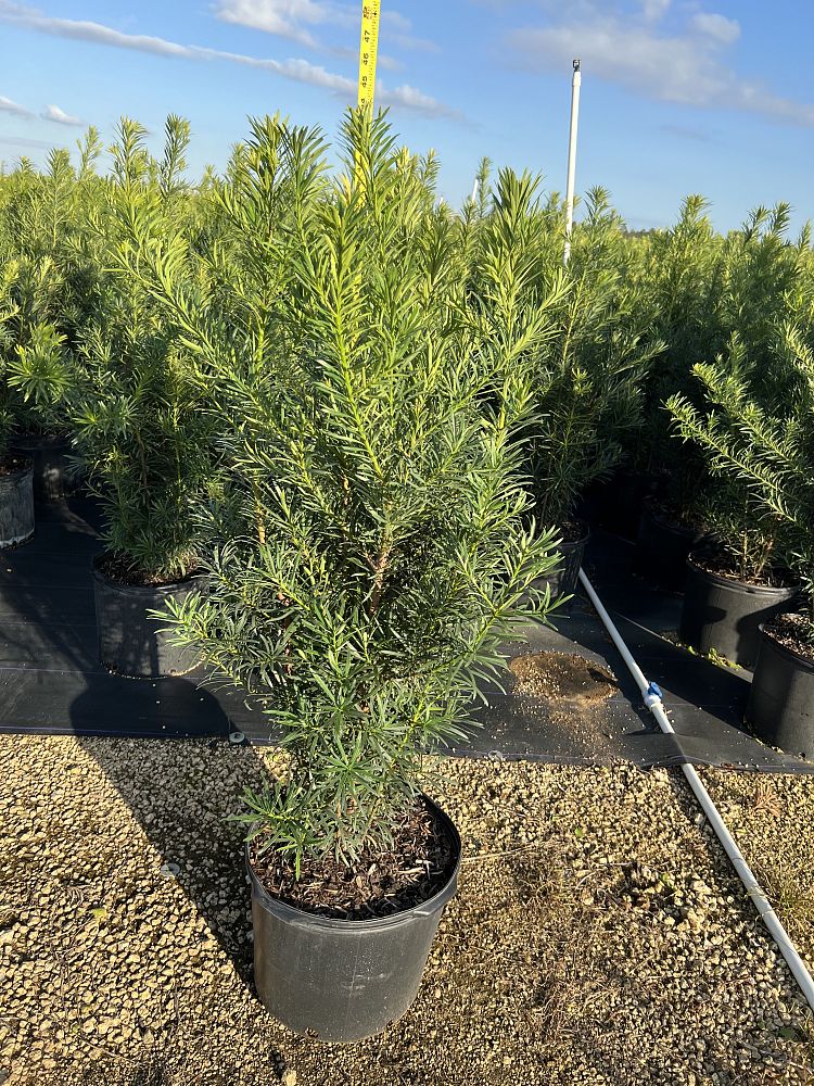 podocarpus-macrophyllus-maki-japanese-yew