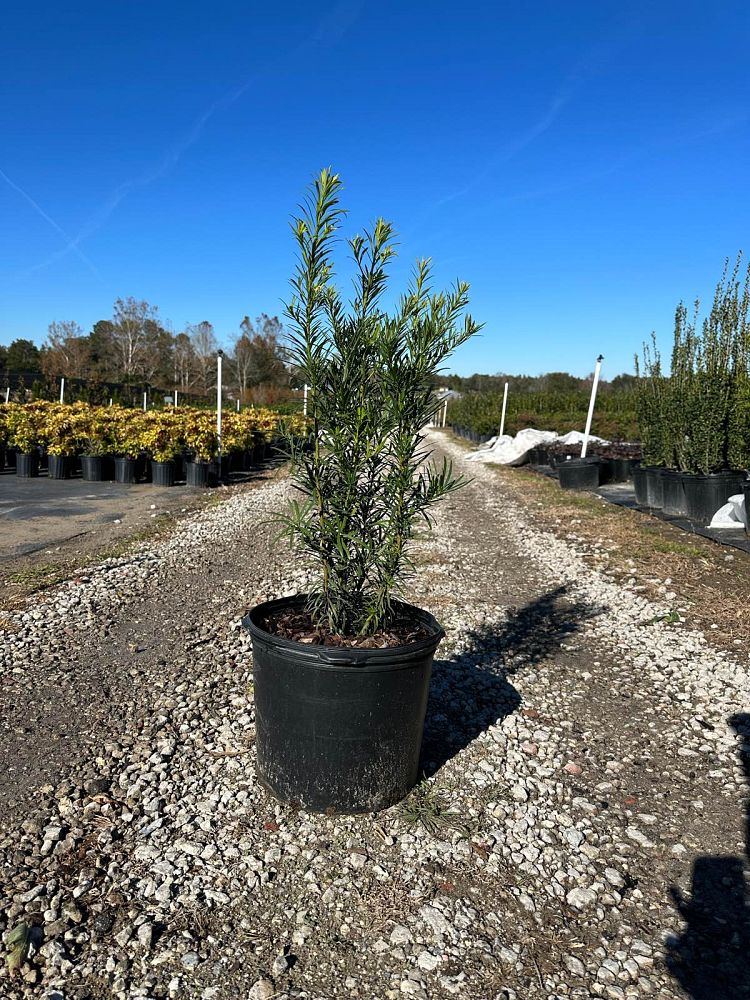 podocarpus-macrophyllus-maki-japanese-yew