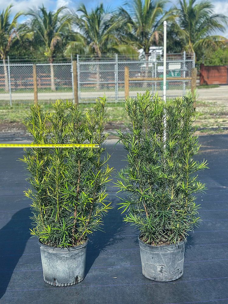 podocarpus-macrophyllus-maki-japanese-yew