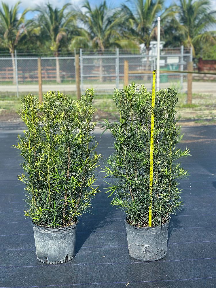 podocarpus-macrophyllus-maki-japanese-yew
