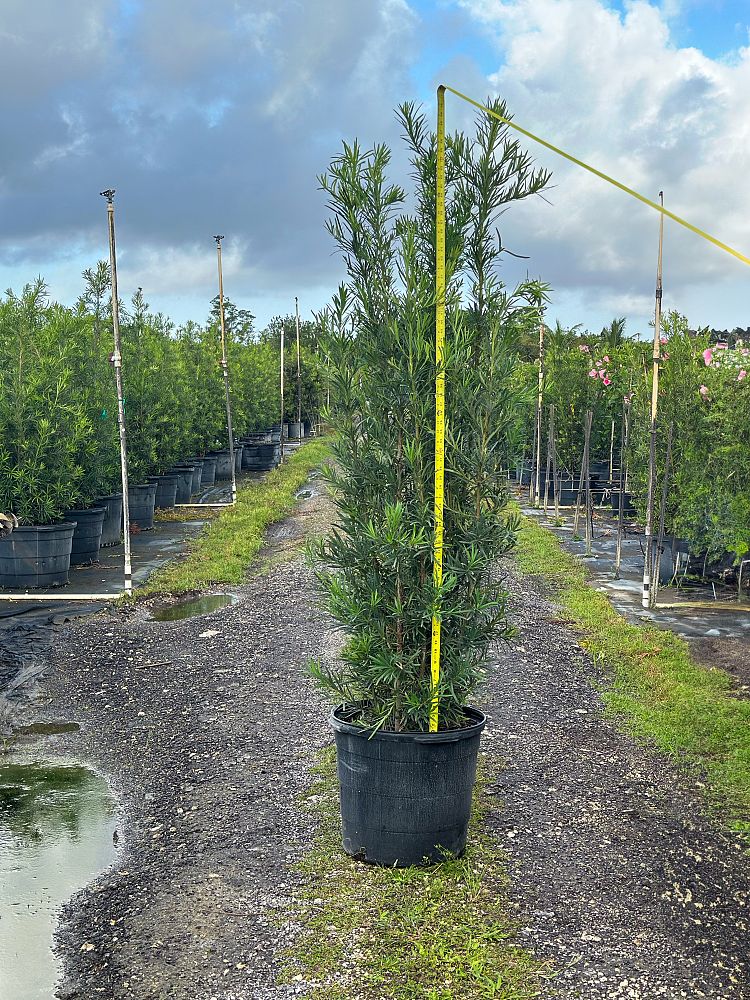 podocarpus-macrophyllus-maki-japanese-yew