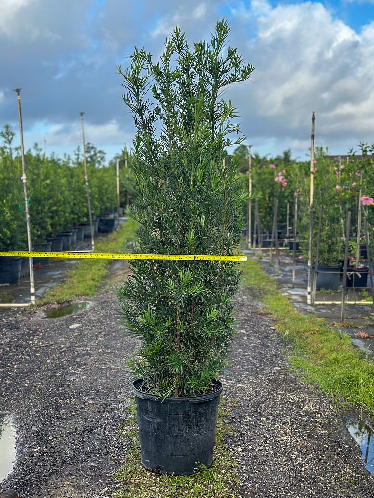 podocarpus-macrophyllus-maki-japanese-yew