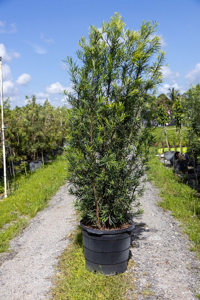 podocarpus-macrophyllus-maki-japanese-yew