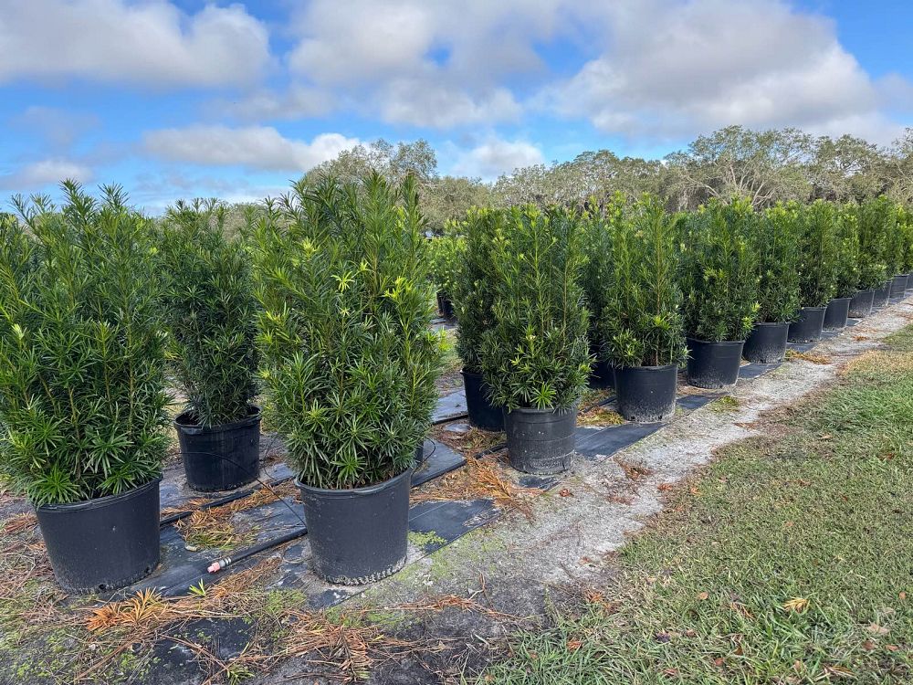 podocarpus-macrophyllus-maki-japanese-yew