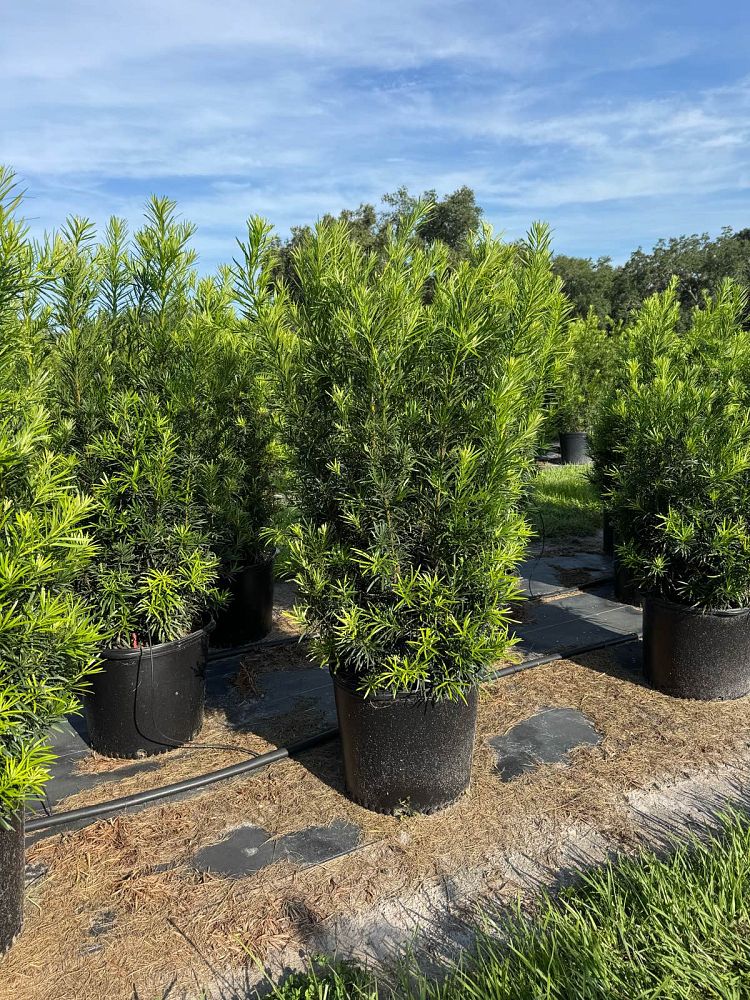 podocarpus-macrophyllus-maki-japanese-yew