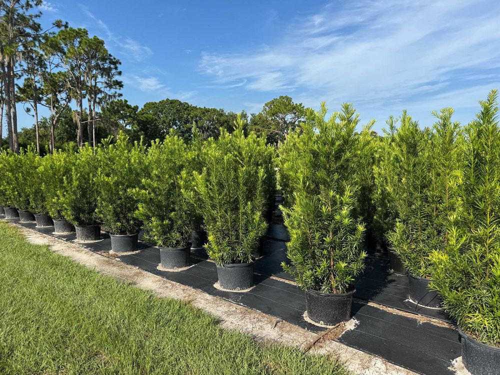 podocarpus-macrophyllus-maki-japanese-yew