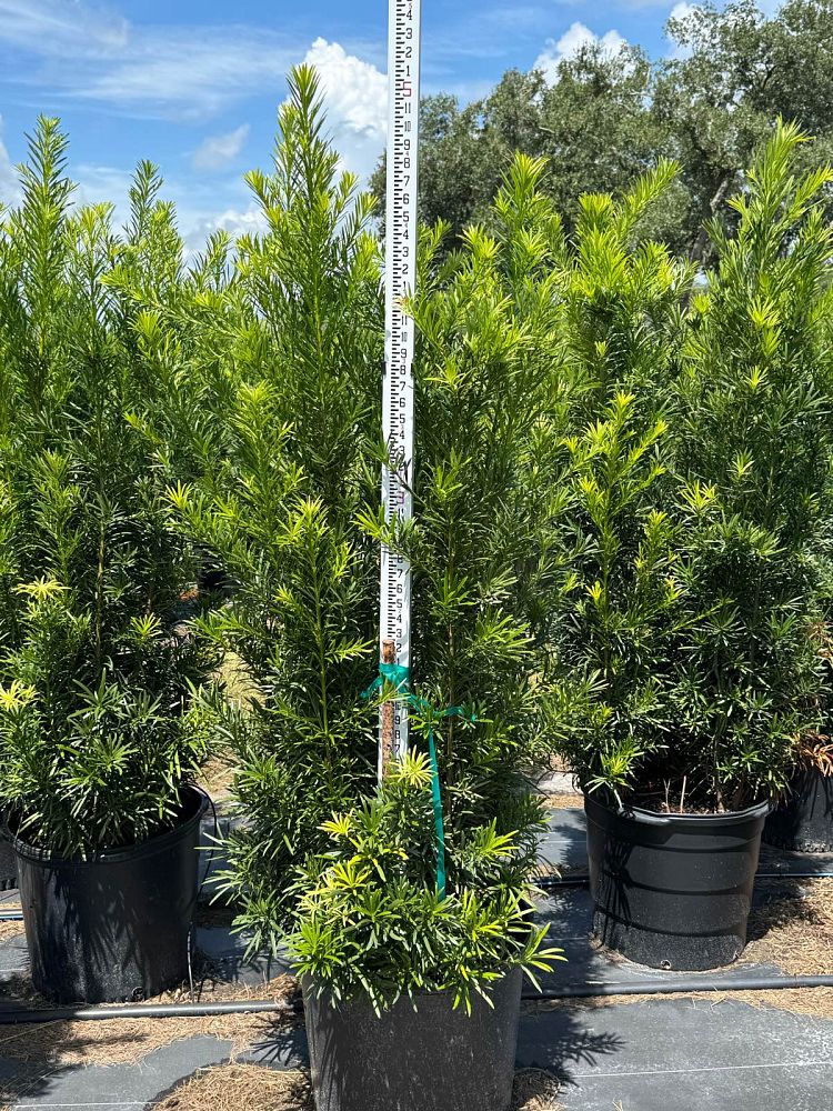 podocarpus-macrophyllus-maki-japanese-yew