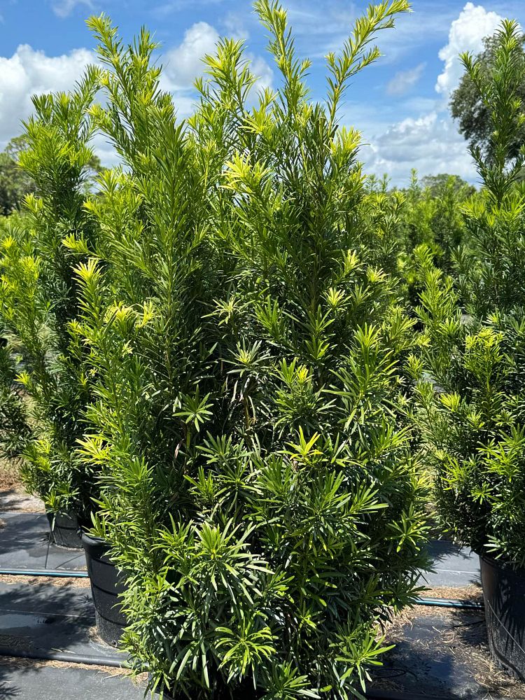 podocarpus-macrophyllus-maki-japanese-yew