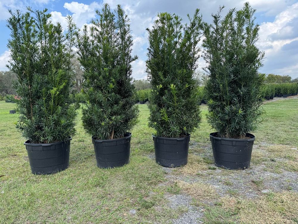 podocarpus-macrophyllus-maki-japanese-yew