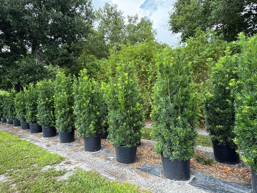 podocarpus-macrophyllus-maki-japanese-yew