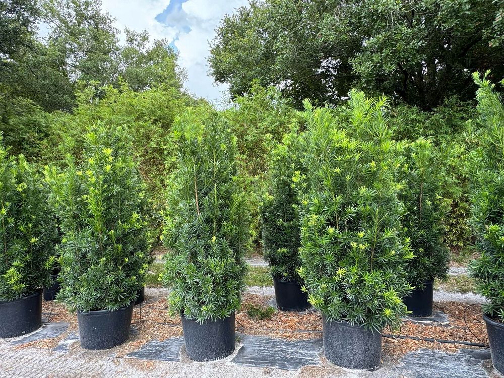 podocarpus-macrophyllus-maki-japanese-yew