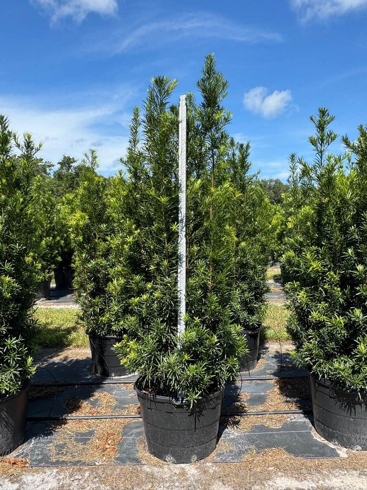 podocarpus-macrophyllus-maki-japanese-yew
