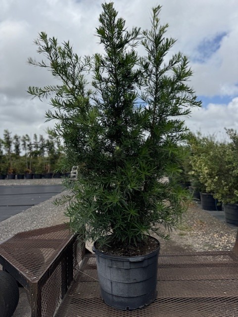 podocarpus-macrophyllus-maki-japanese-yew