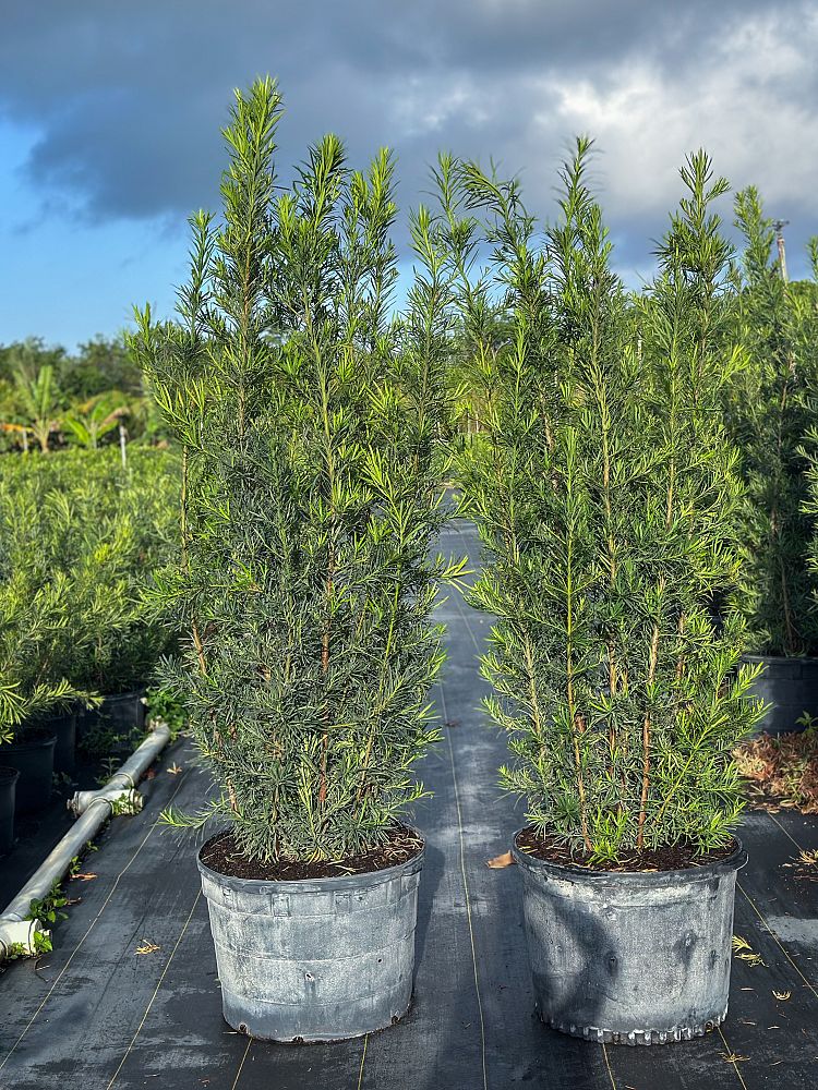 podocarpus-macrophyllus-maki-japanese-yew