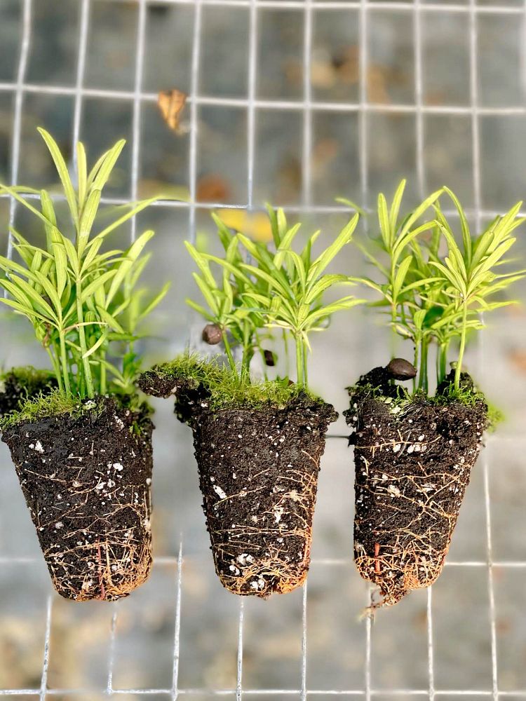 podocarpus-macrophyllus-maki-japanese-yew