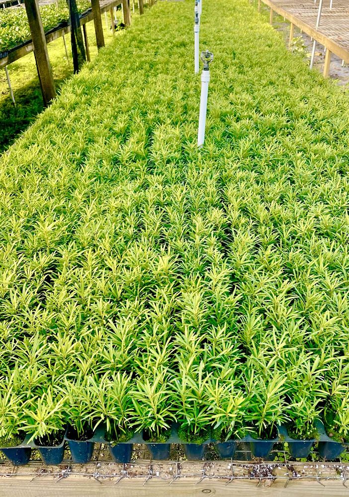 podocarpus-macrophyllus-maki-japanese-yew