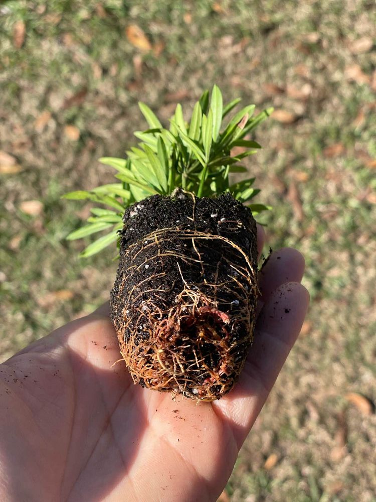 podocarpus-macrophyllus-maki-japanese-yew