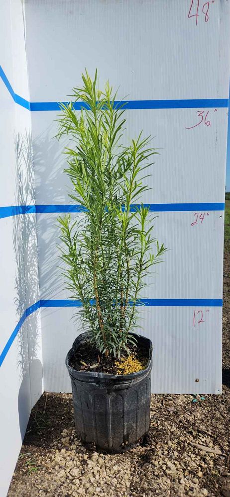 podocarpus-macrophyllus-maki-japanese-yew