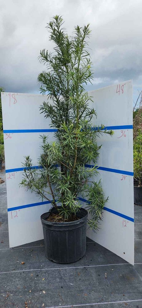 podocarpus-macrophyllus-maki-japanese-yew